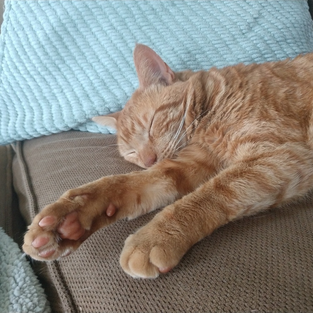 Meet your Posher, Jamie